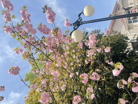 春天庭院樱花