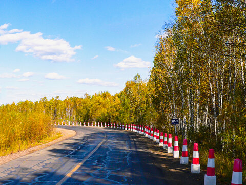 秋季公路白桦林
