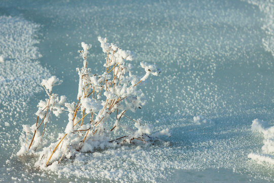 冰面挂雪树枝