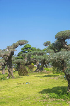 油橄榄盆景园