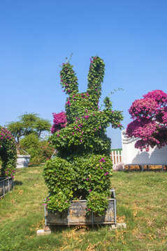 兔子花草园艺盆景