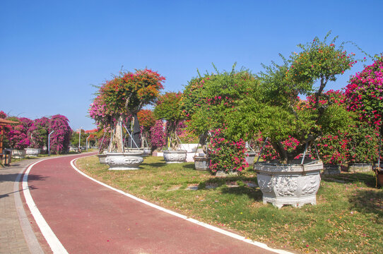 三角梅花道漫道