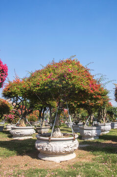 三角梅花艺盆景