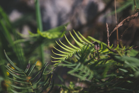 蕨类植物特写