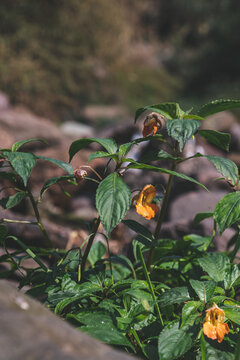 秋天野生环境下生长的植物开花