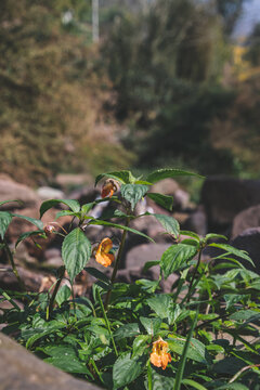 秋天野生环境下生长的植物开花