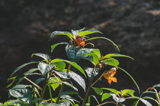 秋天野生环境下生长的植物开花