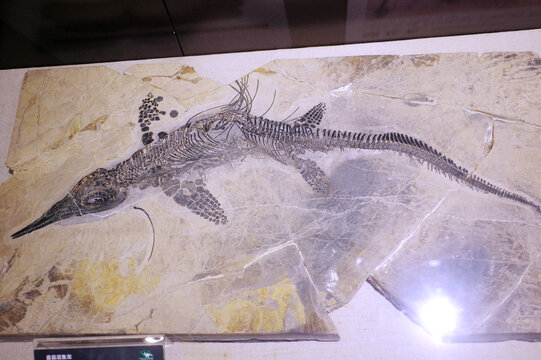 盘县混鱼龙骨骼化石标本