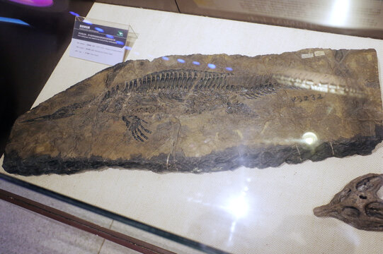南漳湖北鳄骨骼化石标本