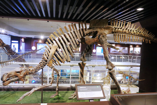 戈壁原巴克龙骨骼化石标本
