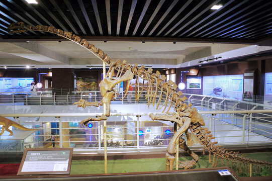 许氏禄丰龙骨骼化石标本