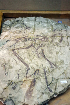 朝阳会鸟骨骼化石标本
