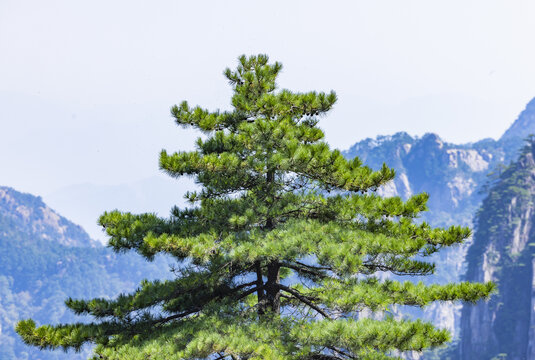 安徽黄山自然风景区的松树