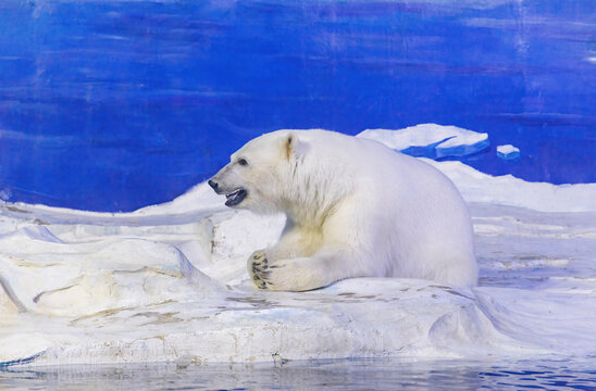 天津海昌极地海洋公园北极熊