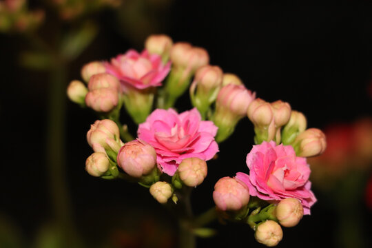 盆栽粉色色长寿花特写