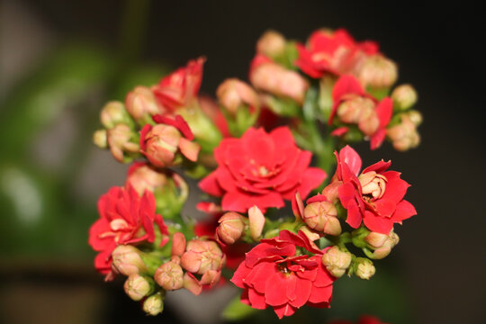 一簇红色妖艳长寿花特写