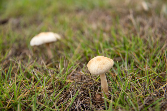 蘑菇草地