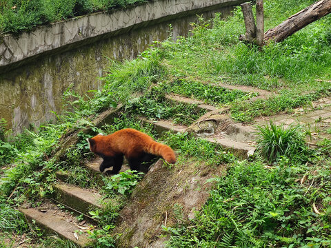 小熊猫