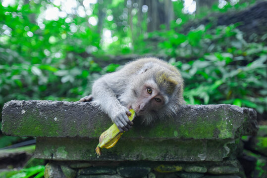 巴厘岛猴子