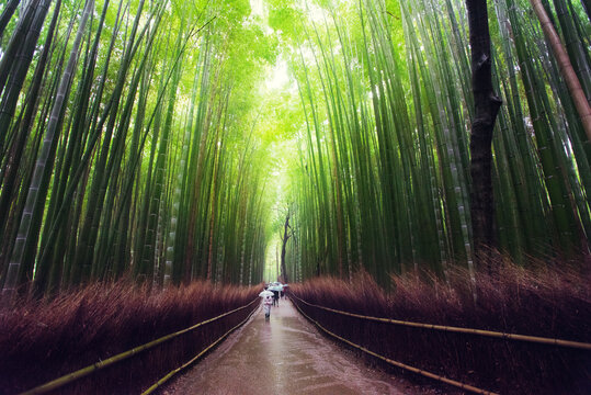 日本岚山竹林小径