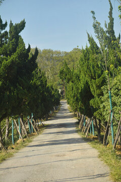 松树道路