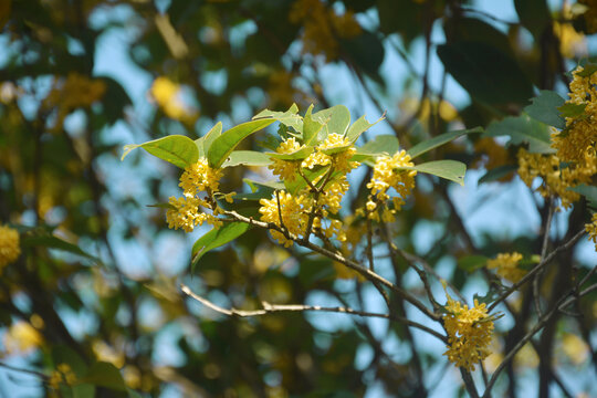 阳光桂花枝