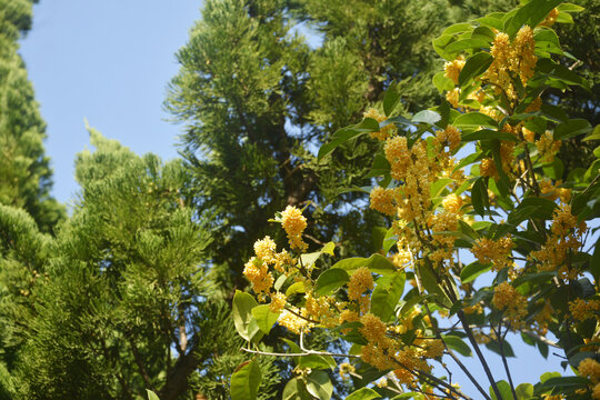 仰拍桂花