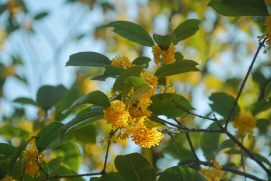 桂花开