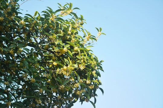 桂花与天空