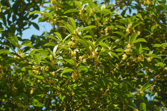 桂花开