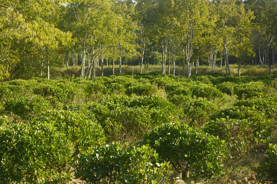 茶园与树林