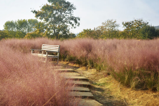 唯美花田场景