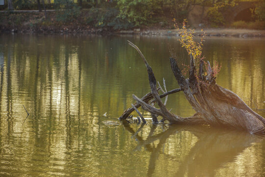 湖泊中的枯树桩
