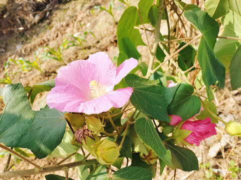 粉红色木芙蓉芙蓉花