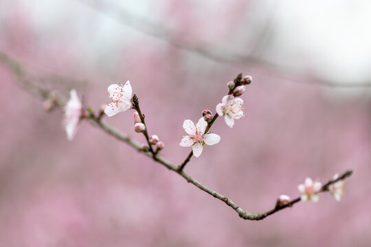 桃花特写