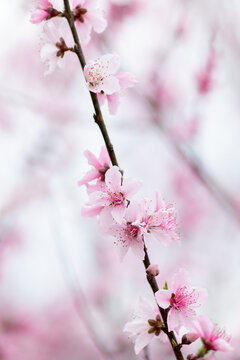 桃花特写