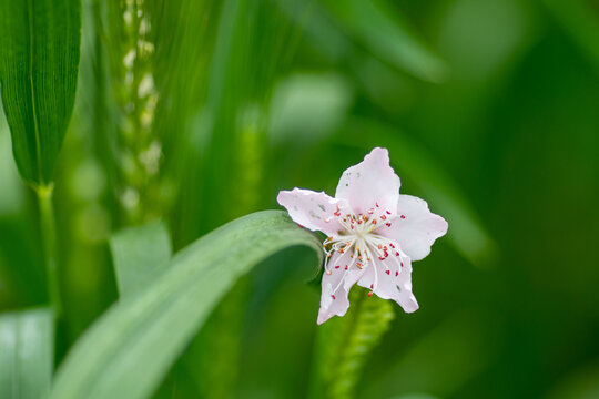 桃花特写