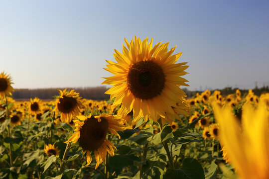 太阳花