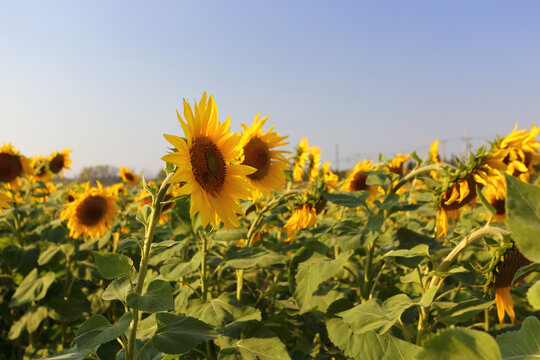 太阳花