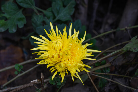 金丝皇菊