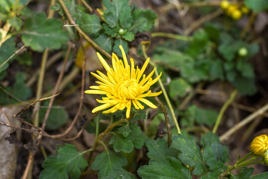 金丝皇菊