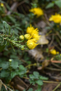 金丝皇菊