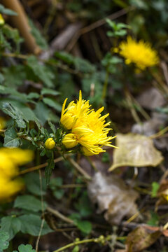 金丝皇菊