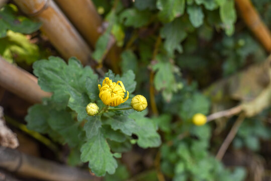 金丝皇菊