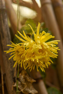 金丝皇菊