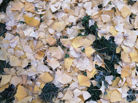 秋天草地上的银杏落叶