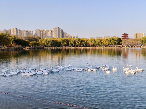 包头奥林匹克公园湖景