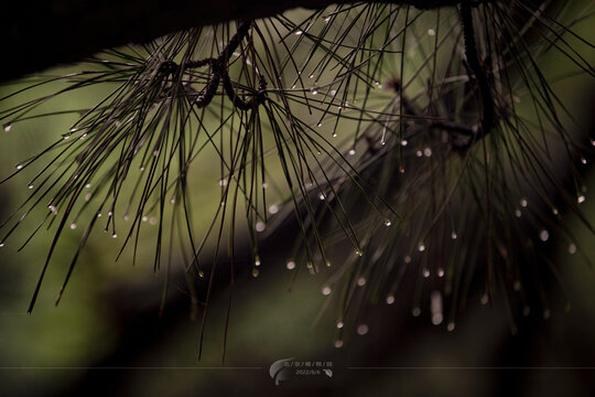 松树枝雨滴松枝