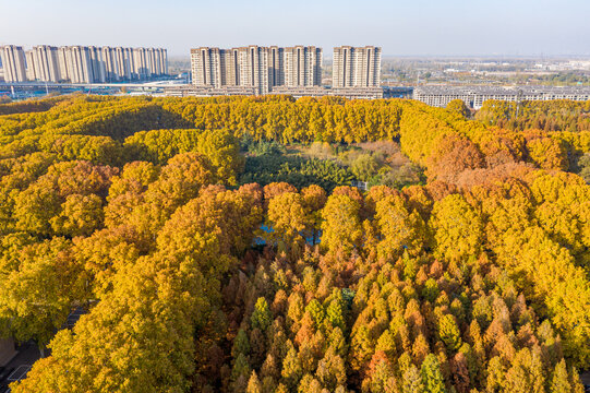 法桐树林秋景