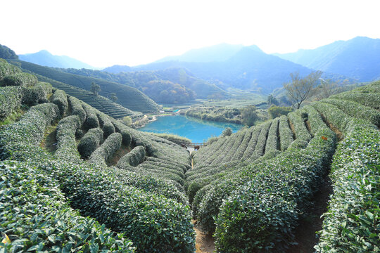 杭州龙坞茶园风光